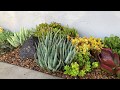 Succulents in Parking Strips and Courtyards! It’s a Wrap in Vista (Day 3)