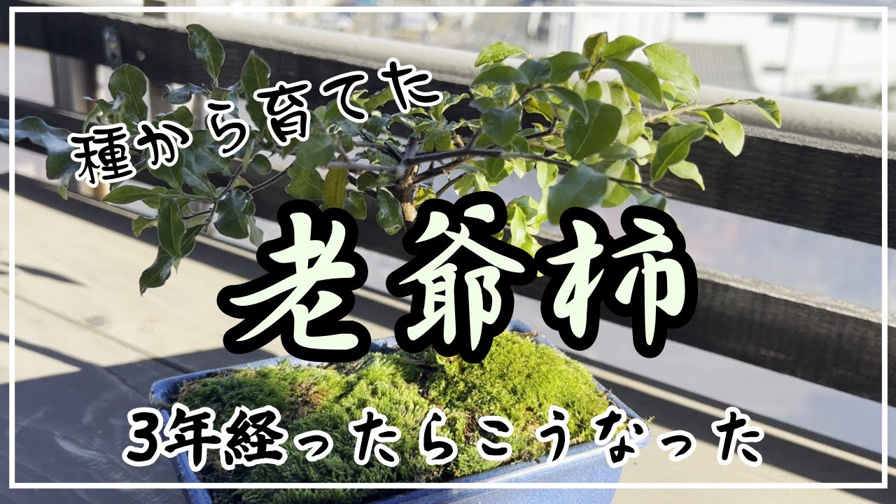 老爺柿 将来有望 老爺柿 5年生｜盆栽妙 – 盆栽妙 本店