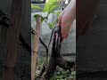 Harvesting Long Eggplants! 🍆 #EggplantFarm #Agriculture #MyAgricultureLife