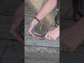 Poney à vendre - Grand Poneys club  - Vidéo 3 - equirodi.com
