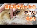 【おさむちゃん】猫の顔を洗ったら茶色い雫が出てきてビックリ！？【ペルシャ】