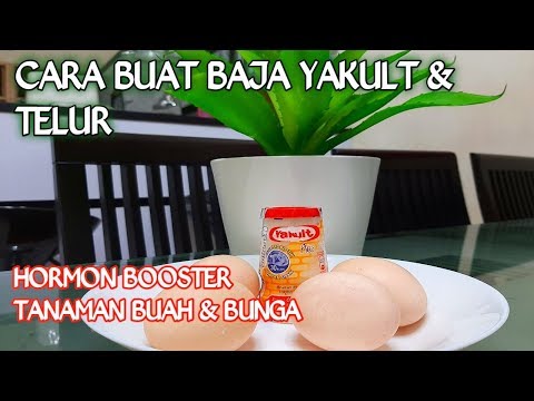 Video: Teh Baja Untuk Taman: Cara Membuat Teh Baja