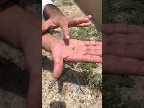 شجيرة القطب او القطبة او الشرشر او ضرس العجوز شجرة مكروهة حولنا طلعت ذهب إكتشاف مذهل 