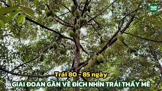 Sầu riêng 80 - 85 ngày gần về đích cần làm gì? | Trạm Nông Nghiệp