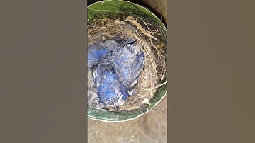 anakan burung rambatan paruh merah satu sarang berisi 3 ekor