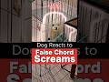 My Dog's reaction to False Chord Screams