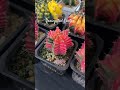 Variegated cactus cactus plants planting