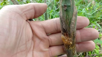 Cách ghép bưởi cải tạo giống.