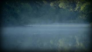 Nature Sounds: Misty Morning Forest Ambience with Birds Singing and Frogs Croaking