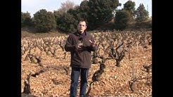 LAURENT CHARVIN A CHÂTEAUNEUF-DU-PAPE by LOTEL DU VIN