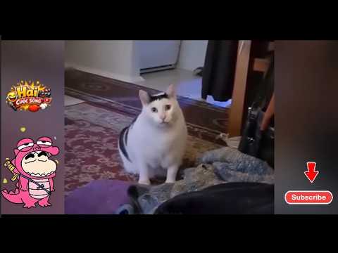 clip Hài Cuộc Sống Đời Thường | Những Khoảnh Khắc Hài Hước Khó Đỡ
