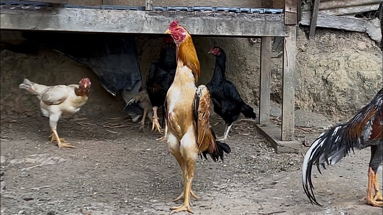 Shamo puro - frango linhagem 100% “Galimiza-se”