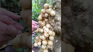 White kapol #asmr #reels