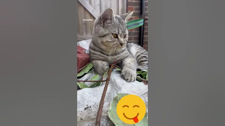 Video 11526211: british shorthair kittens, silver spotted british shorthair, british shorthair black silver, britishshorthair cats cute, kittens growing, curious kitten