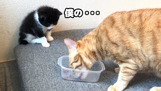 【僕の・・】ご飯を先住猫に食べられてしまった子猫