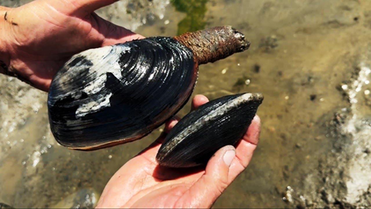Catch, Clean & Cook CA Clams + Fire Maple Saturn Stove