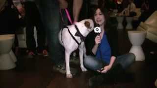 All For Animals Ac&C Pit Bowl