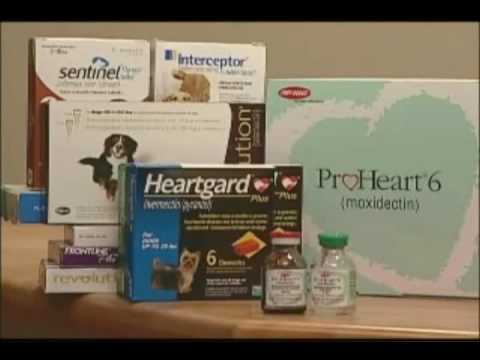 Video: ProHeart 12 Brinda A Los Perros Un Año De Protección Contra Los Gusanos Del Corazón
