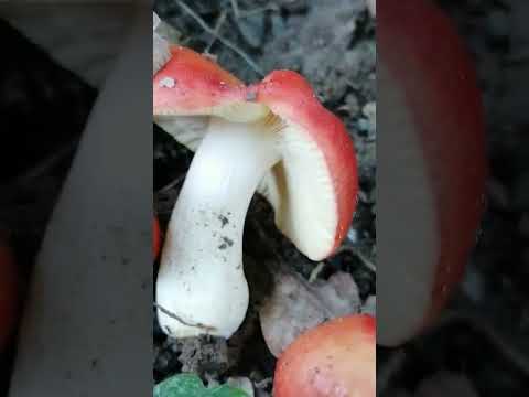 Russula aurea Pers. - The Golden Russola.