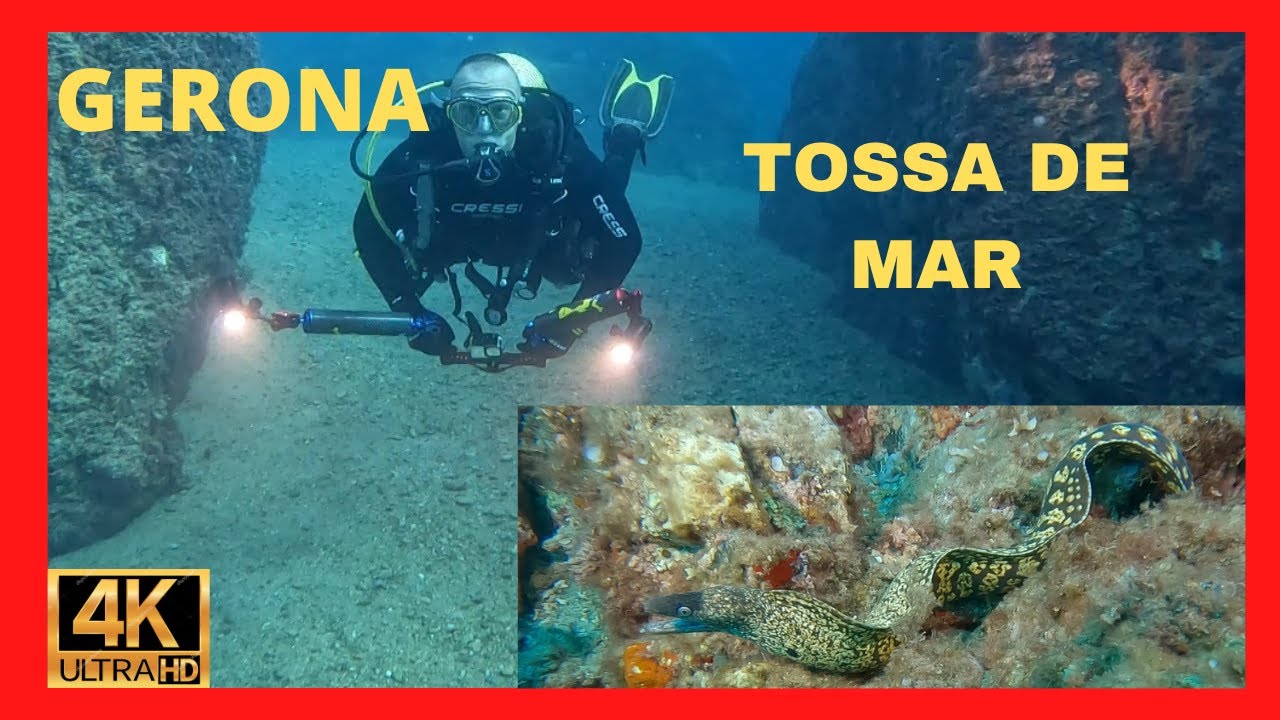 BUCEO en TOSSA DE MAR ( GERONA) OCTUBRE 2022