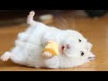 Funny and Cute Hamster Compilation 🔴 - Funniest Hamsters Of All Time 2020