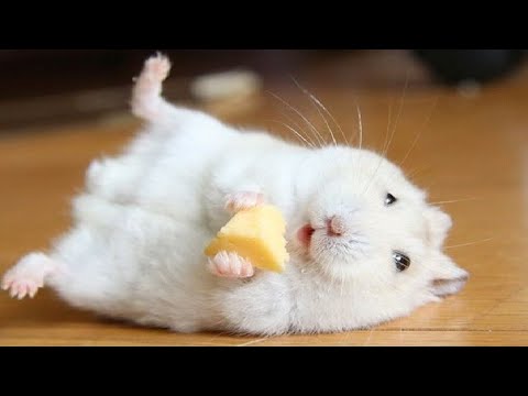 Funny and Cute Hamster Compilation 🔴 - Funniest Hamsters Of All Time 2020  - YouTube