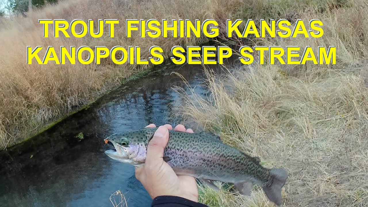 Trout Fishing Kanopolis Seep YouTube
