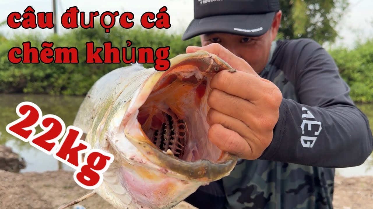 Câu được cá chẽm khủng 22kg ở cà mau