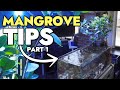 Growing mangroves in your reef aquarium  tips  tricks