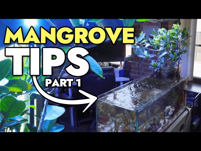 Growing Mangroves in Your Reef Aquarium - Tips & Tricks! class=