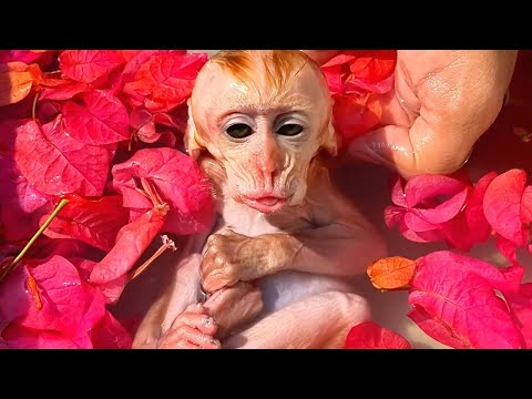 Feel Lucky! Baby Monkey OMeGa takes a flower bath while enjoying a massage until she falls asleep