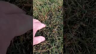 grass issues red thread