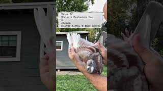 You like this future racing pigeon pairing? #pigeon #racingpigeon #pigeonracing #kalapati #kobutor