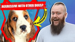 How To Train Aggressive BASSET HOUND