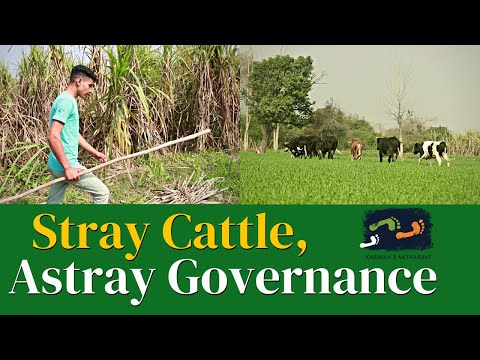 UP Election 2022 | Stray Cattle, Astray Governance | Karwan e Mohabbat