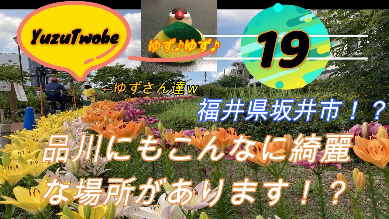 しながわ花海道ゆりをみに歩いてみた 五輪のゆりオリンピックと共に咲き誇る またまた外来種発見 秋桜達の花の運命は如何に 七色の昆虫登場 めざましテレビ楽天大当り 吉成柚斗のyuzutwobe第１９回 Youtube