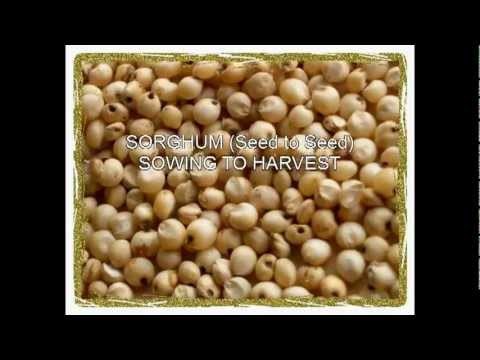 Video How to cultivate Sorghum - youtube