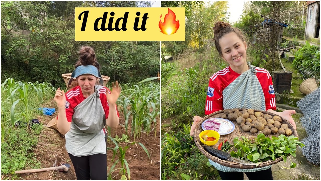 Digging the potatoes that I planted for my MOTHER IN LAW  #meghalaya #india