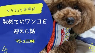 犬に触れたことがなかったオバさんが、突然トイプードルをお迎えしました