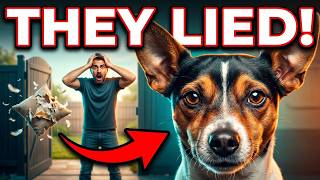Why Rat Terriers Are NOT the Dog Everyone Thinks They Are
