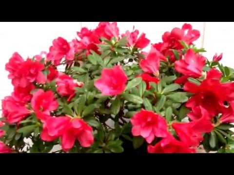 Vídeo: Azalea (Azalea), Espécie, Cultivo, Reprodução - 2
