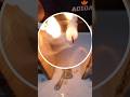 Simple science experiment | #shorts #experiment #scienceexperiment