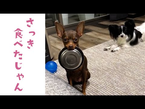 ピンシャーちゃんの呆れるほど真っ直ぐなおねだり姿｜PECO