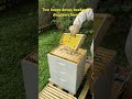 Extracting honey for the first time, part 4