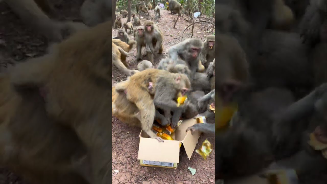 Funny Monkey 144