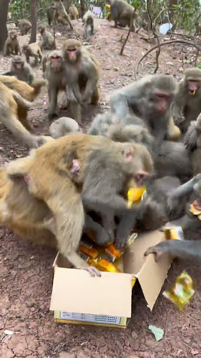 Funny monkey #144