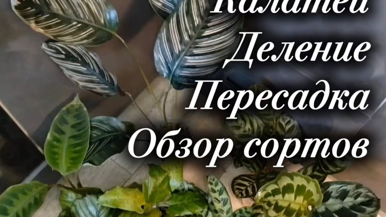 Калатеи | Деление | Пересадка | Обзор сортов 
