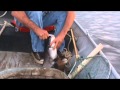 Catfishing on Toledo Bend