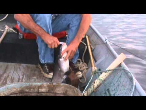 South Bend's Lunkerville: "The Catfish Hunters" PROMO from YouTube · High Definition · Duration: 1 minutes 11 seconds · 82 views · uploaded on 5/1/2016 · uploaded by South Bend's Lunkerville South Bend's Lunkerville: "The Catfish Hunters" PROMO from YouTube · High Definition · Duration: 1 minutes 11 seconds · 82 views · uploaded on 5/1/2016 · uploaded by South Bend's Lunkerville
