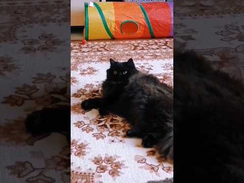Кто же это? #cat #cats #catvideos #catlover #kitten #kitty #animals #cutecat #funnycat #котики #кот